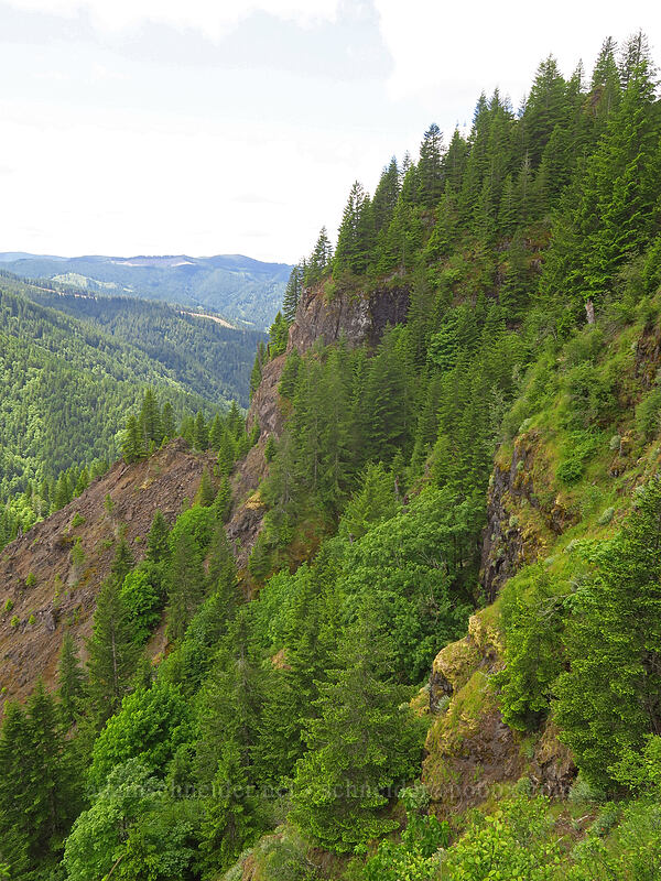 edge of Elk Mountain [Elk Mountain Trail, Tillamook State Forest, Tillamook County, Oregon]
