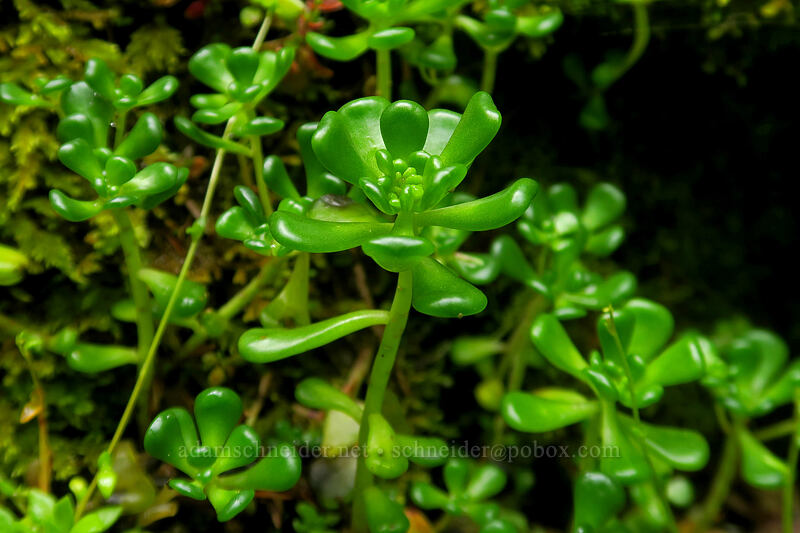 Oregon stonecrop leaves (Sedum oreganum) [Elk Mountain Trail, Tillamook State Forest, Tillamook County, Oregon]