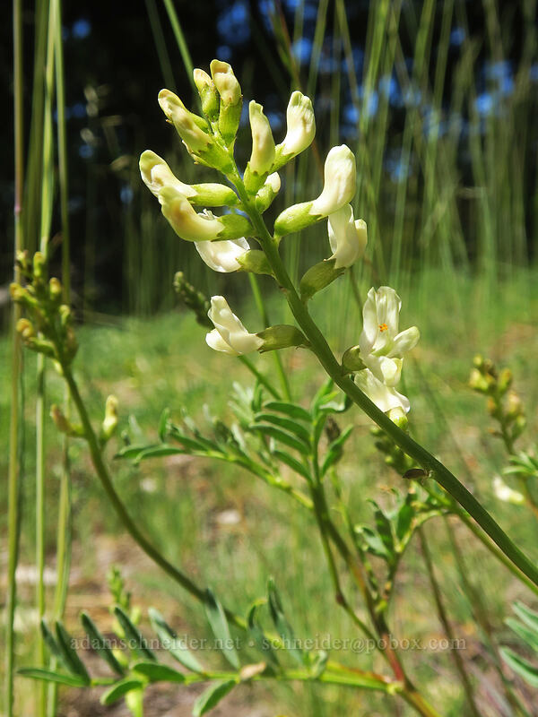 Siskiyou milk-vetch (Astragalus whitneyi var. siskiyouensis) [Forest Road 20, Klamath National Forest, Jackson County, Oregon]