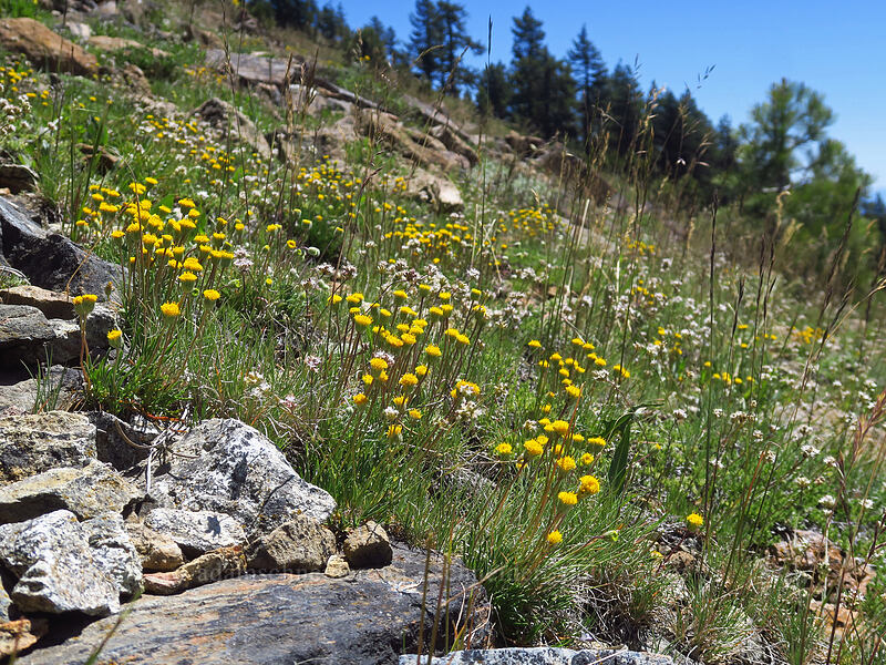 Bloomer's fleabane & ball-head sandwort (Erigeron bloomeri, Eremogone congesta (Arenaria congesta)) [Big Red Mountain, Klamath National Forest, Jackson County, Oregon]