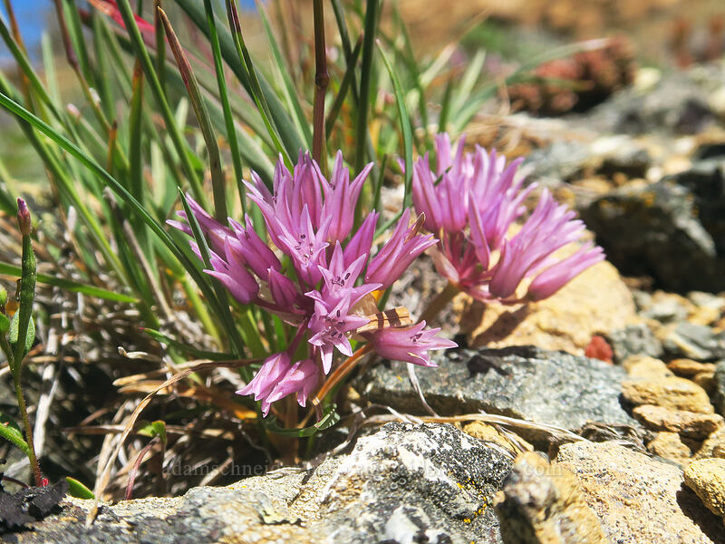 Siskiyou onion (Allium siskiyouense) [Big Red Mountain, Klamath National Forest, Jackson County, Oregon]