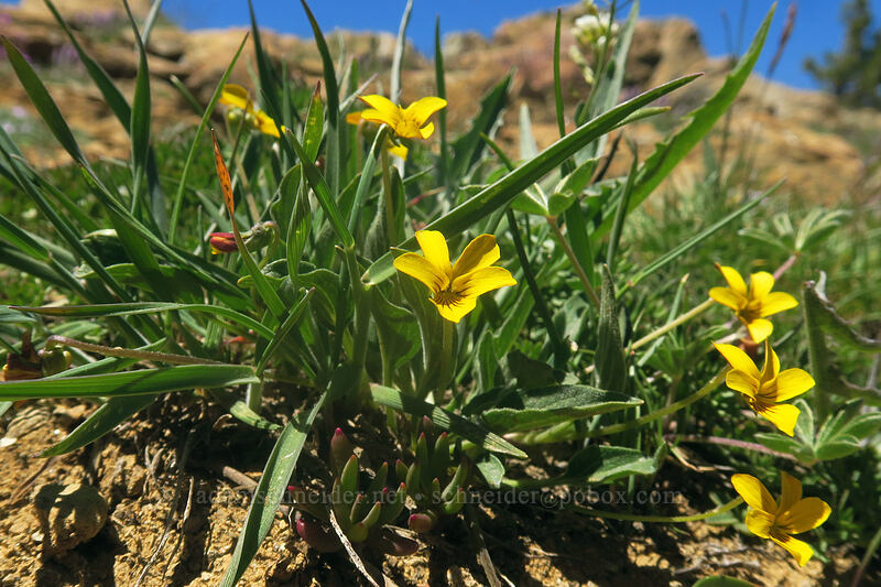 upland yellow violet (Viola praemorsa ssp. linguifolia) [Big Red Mountain, Rogue River-Siskiyou National Forest, Jackson County, Oregon]