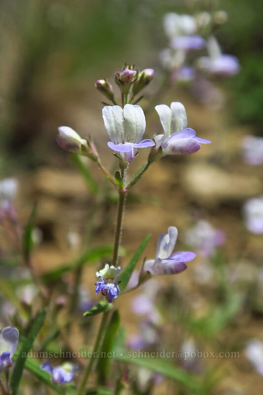 narrow-leaf blue-eyed-mary (Collinsia linearis) [Big Red Mountain, Rogue River-Siskiyou National Forest, Jackson County, Oregon]