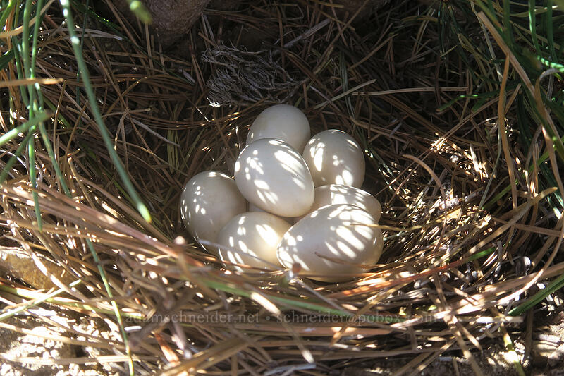 mountain quail eggs (Oreortyx pictus) [Dutchman Peak, Rogue River-Siskiyou National Forest, Jackson County, Oregon]