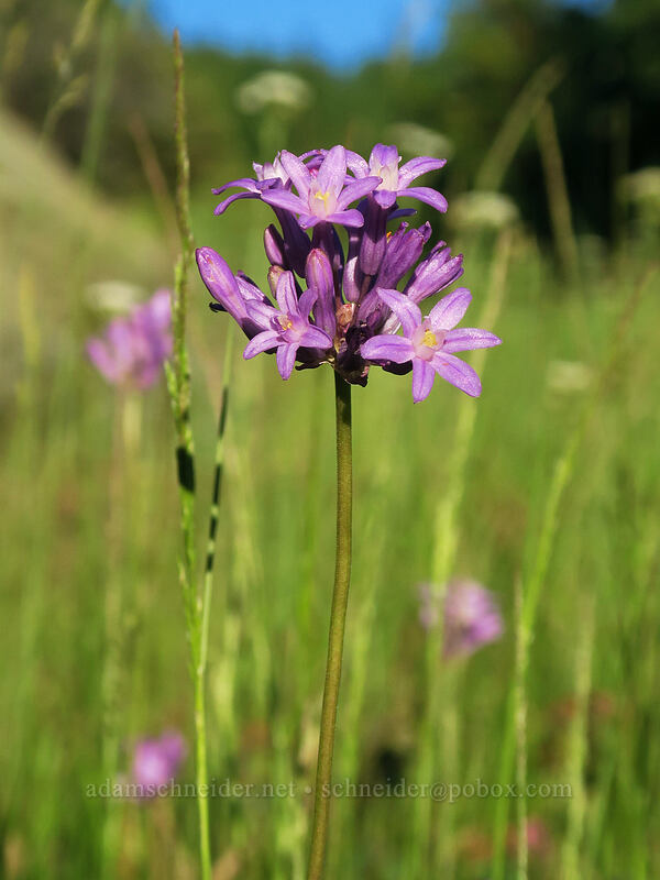 round-tooth ookow (snake lily) (Dichelostemma multiflorum (Brodiaea multiflora)) [Forest Road 20, Rogue River-Siskiyou National Forest, Jackson County, Oregon]