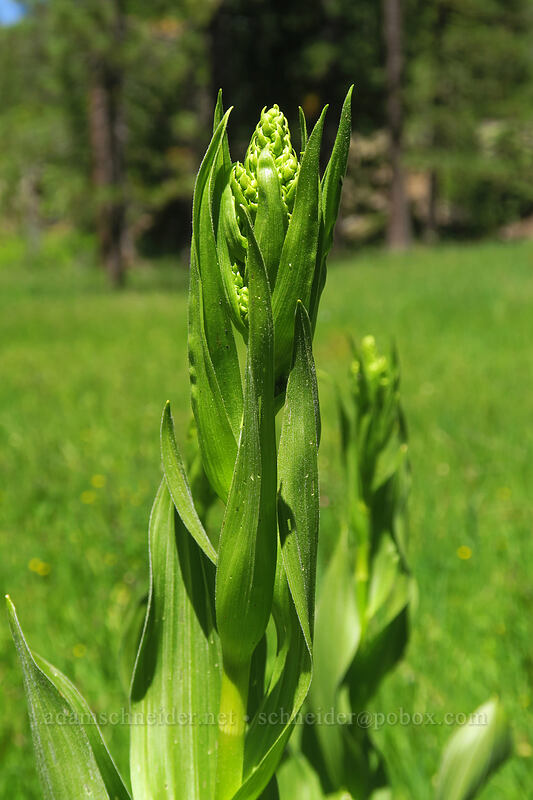 California corn lilies, budding (Veratrum californicum var. californicum) [Scott Mountain Summit, Klamath National Forest, Siskiyou County, California]