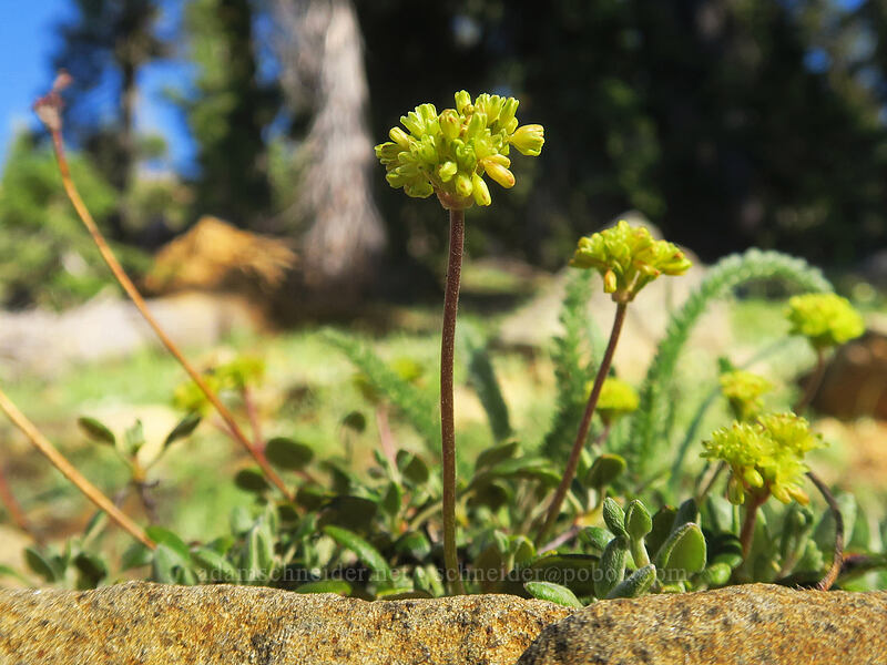 marum-leaf buckwheat (Eriogonum marifolium) [Kangaroo Lake Fen Trail, Klamath National Forest, Siskiyou County, California]