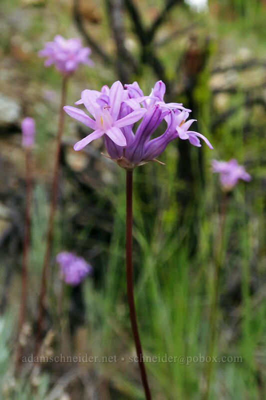round-tooth ookow (snake lily) (Dichelostemma multiflorum (Brodiaea multiflora)) [Forest Road 41N08, Klamath National Forest, Siskiyou County, California]