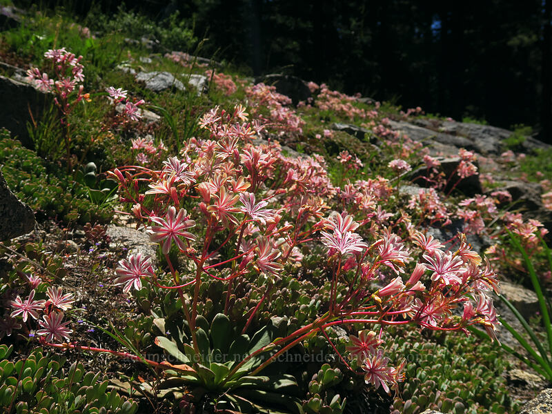 Siskiyou lewisia (Lewisia cotyledon var. cotyledon) [Taylor Lake Trail, Russian Wilderness, Siskiyou County, California]
