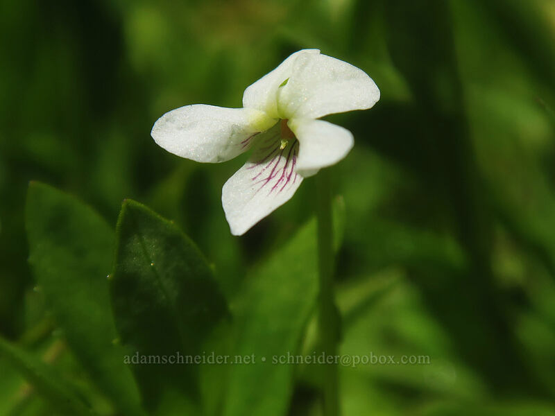 Macloskey's small white violet (Viola macloskeyi) [Taylor Lake, Russian Wilderness, Siskiyou County, California]