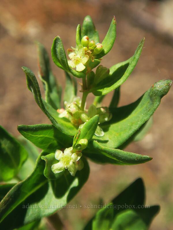 Davis' knotweed (Aconogonon davisiae (Koenigia davisiae) (Polygonum newberryi)) [Pacific Crest Trail, Klamath National Forest, Siskiyou County, California]