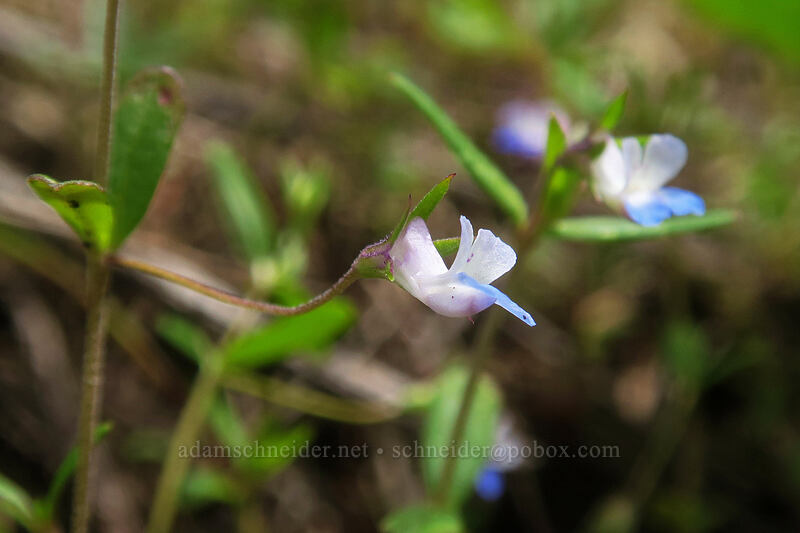 small-flowered blue-eyed-Mary (Collinsia parviflora) [Rooster Rock Trail, Table Rock Wilderness, Clackamas County, Oregon]