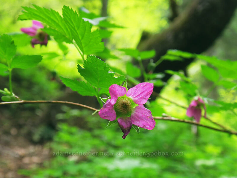 salmonberry flowers (Rubus spectabilis) [Saddle Trail, Table Rock Wilderness, Clackamas County, Oregon]