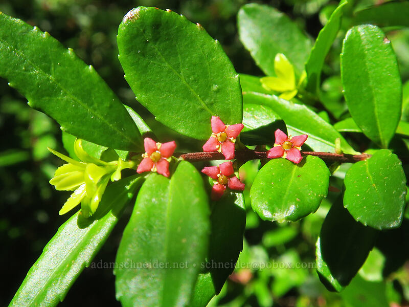 Oregon box-leaf (Paxistima myrsinites) [Table Rock Trail, Table Rock Wilderness, Clackamas County, Oregon]