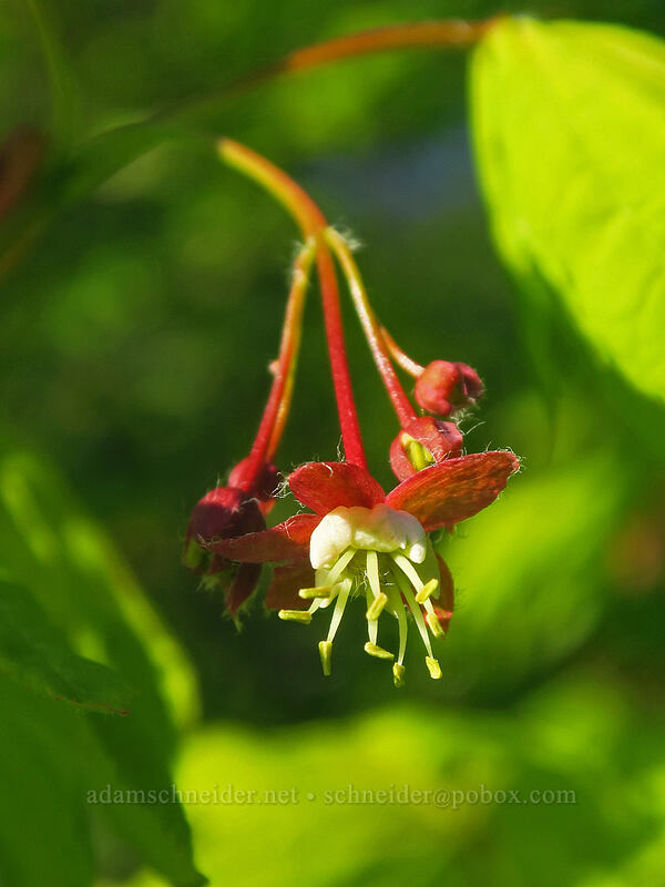 vine maple flower (Acer circinatum) [Rooster Rock Trail, Table Rock Wilderness, Clackamas County, Oregon]