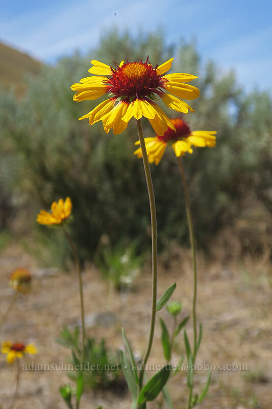 blanketflower (Gaillardia aristata) [White River Recreation Area, Wasco County, Oregon]