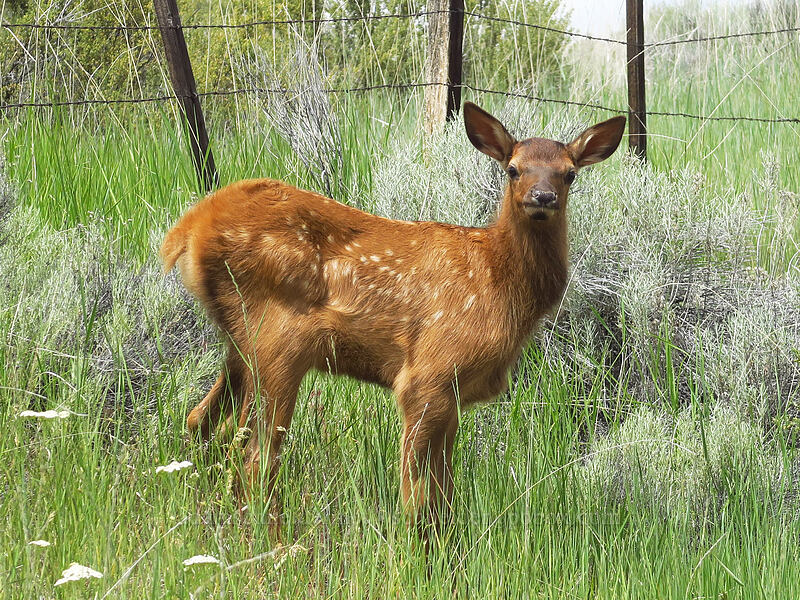 elk calf (Cervus canadensis) [White River Wildlife Area, Wasco County, Oregon]