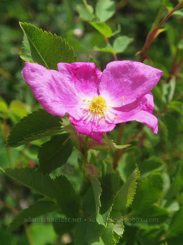Woods' rose (Rosa woodsii var. ultramontana) [White River Wildlife Area, Wasco County, Oregon]