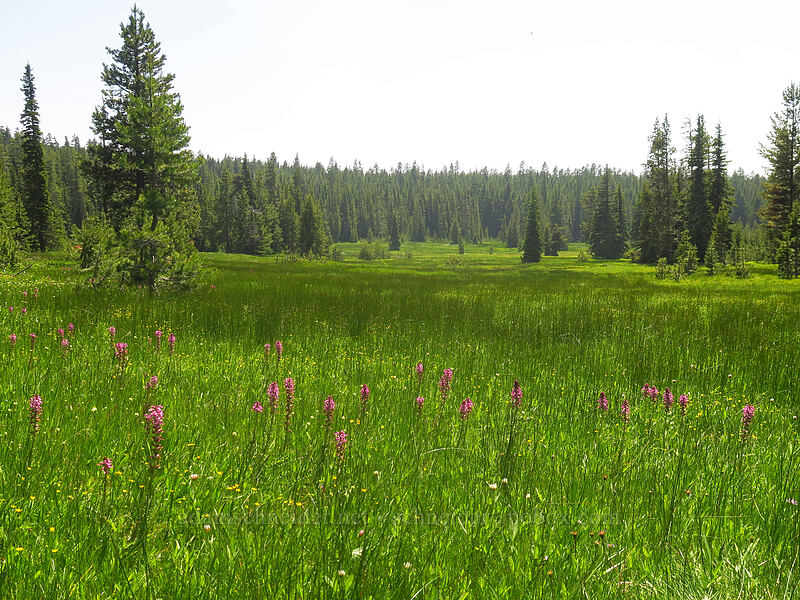 subalpine meadow [Bonney Meadows, Mt. Hood National Forest, Hood River County, Oregon]