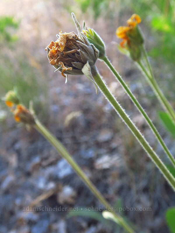 arrow-leaf balsamroot seed-heads (Balsamorhiza sagittata) [Tygh Creek Trail, Badger Creek Wilderness, Wasco County, Oregon]