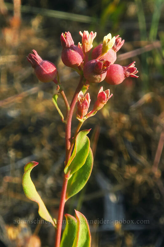 bastard toad-flax fruit (Comandra umbellata) [Tygh Creek Trail, Badger Creek Wilderness, Wasco County, Oregon]