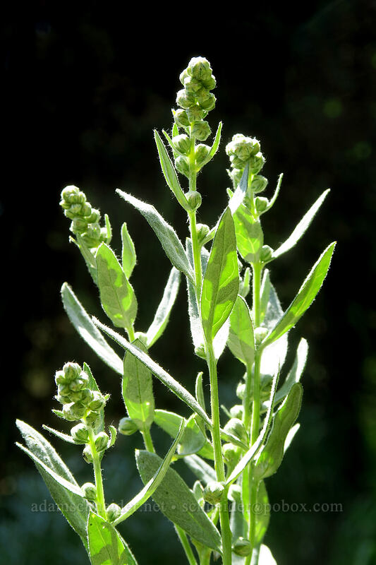 gray sagewort, budding (Artemisia ludoviciana) [Gate Creek Trail, Willamette National Forest, Linn County, Oregon]