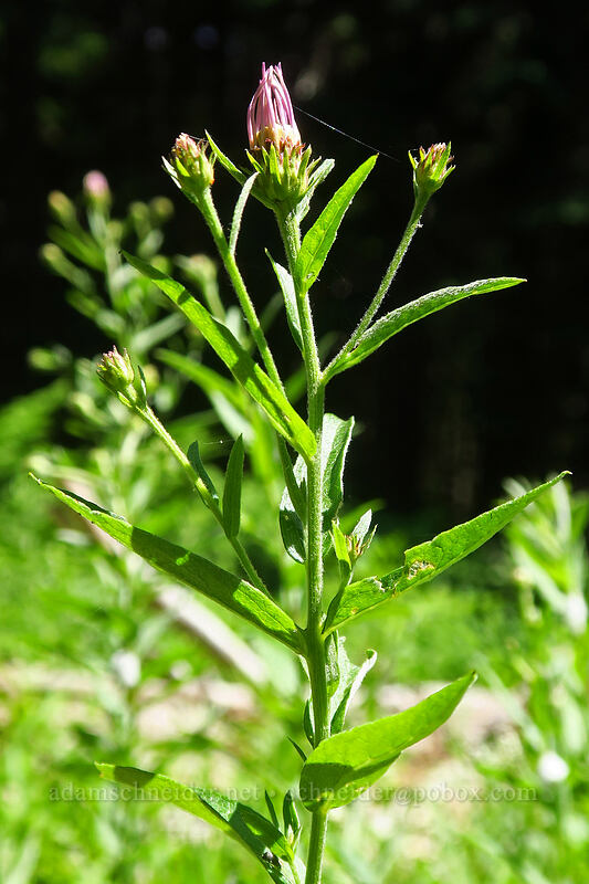 western mountain aster, budding (Symphyotrichum spathulatum (Aster occidentalis)) [Heart Lake Trail, Willamette National Forest, Linn County, Oregon]