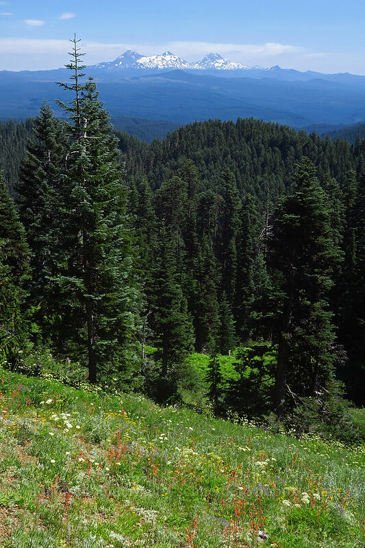 wildflowers & Three Sisters [Heart Lake Trail, Willamette National Forest, Linn County, Oregon]