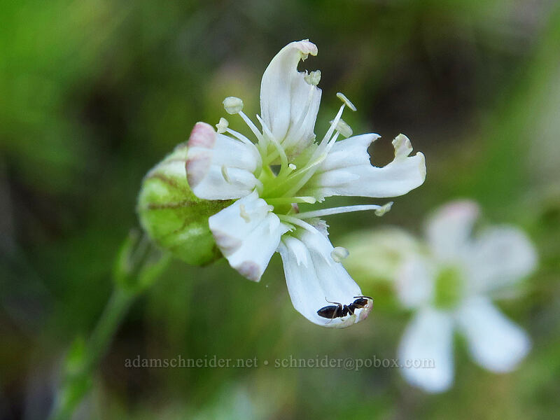 Douglas' catchfly (Silene douglasii) [Heart Lake Trail, Willamette National Forest, Linn County, Oregon]
