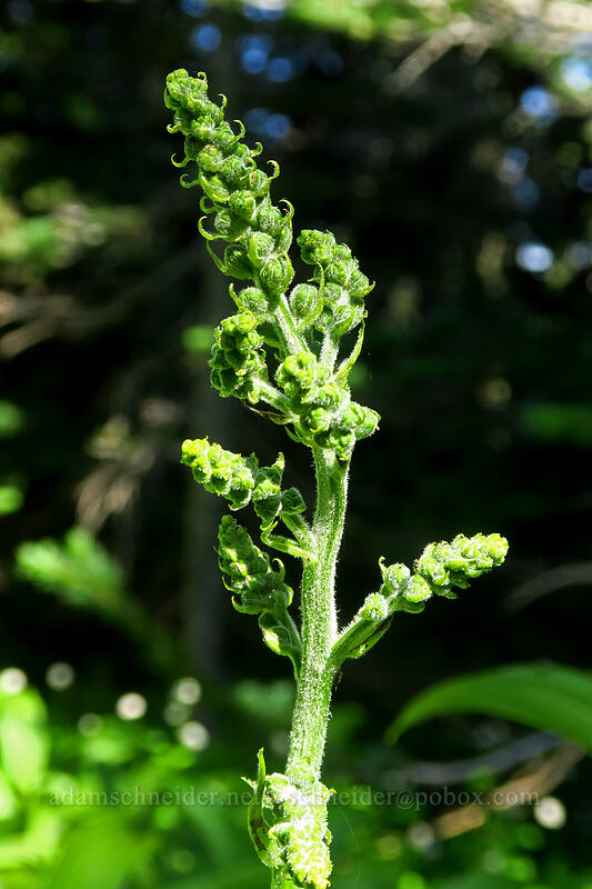 green corn-lily, budding (Veratrum viride var. eschscholzianum (Veratrum eschscholtzianum)) [Heart Lake Trail, Willamette National Forest, Linn County, Oregon]
