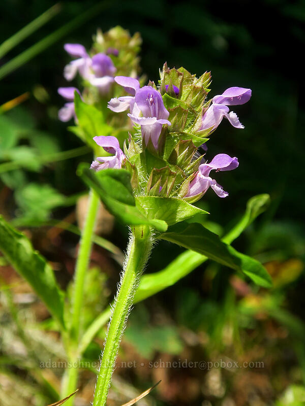 self-heal (Prunella vulgaris) [Browder Ridge Trail, Willamette National Forest, Linn County, Oregon]