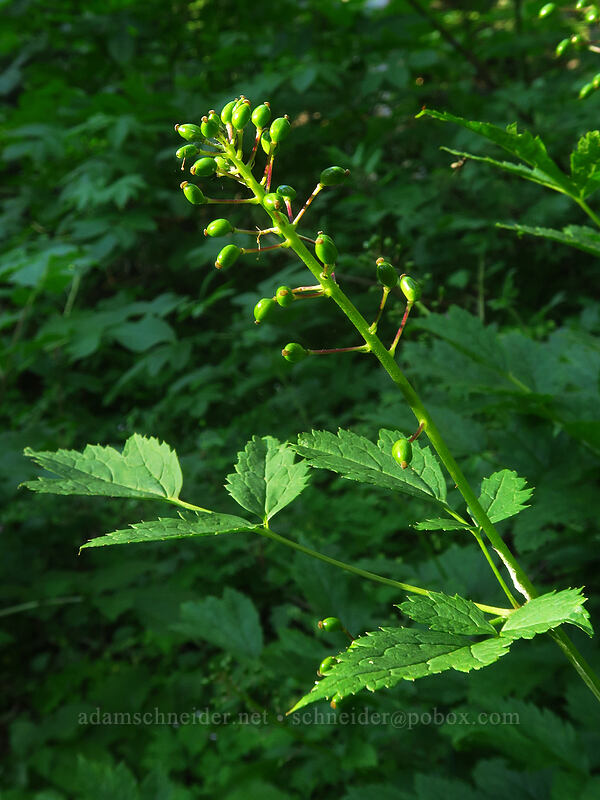 baneberries (Actaea rubra) [Browder Ridge Trail, Willamette National Forest, Linn County, Oregon]