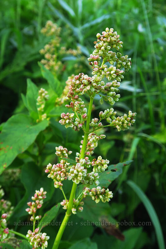 alpine knotweed, budding (Aconogonon phytolaccifolium (Koenigia phytolaccifolia)) [Browder Ridge Trail, Willamette National Forest, Linn County, Oregon]