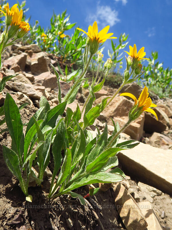 twin arnica (Arnica sororia) [Dixie Butte, Malheur National Forest, Grant County, Oregon]