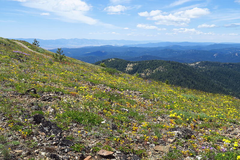 wildflowers [Dixie Butte, Malheur National Forest, Grant County, Oregon]