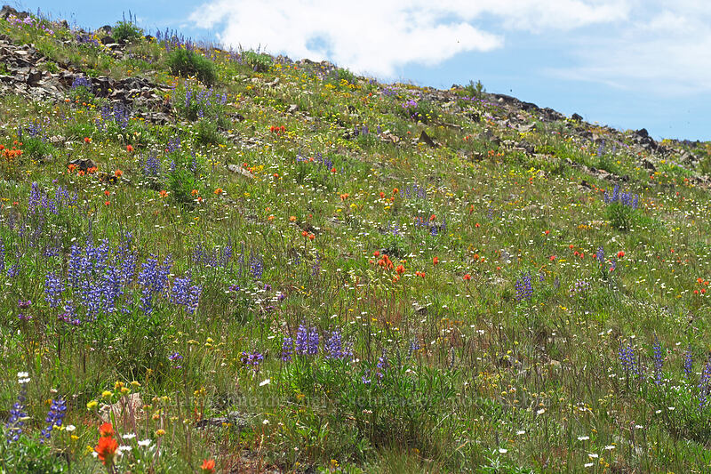 wildflowers [Dixie Butte, Malheur National Forest, Grant County, Oregon]