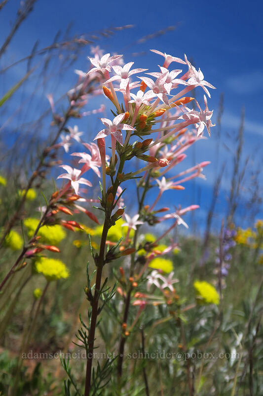 slender-tube skyrocket (Ipomopsis tenuituba) [Dixie Butte, Malheur National Forest, Grant County, Oregon]