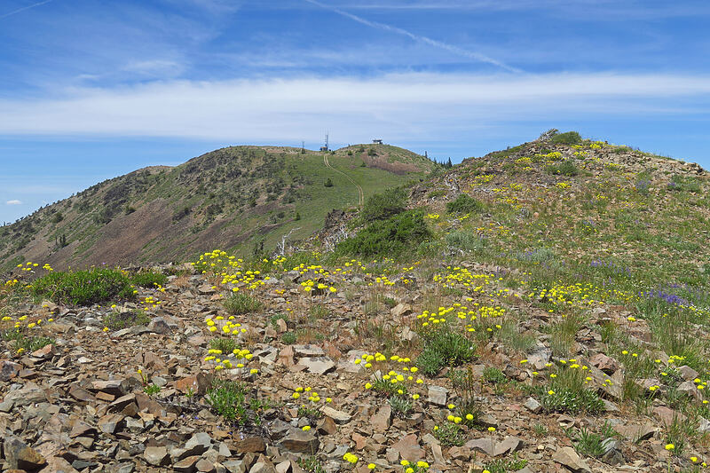 wildflowers & Dixie Butte [southeast of Dixie Butte, Malheur National Forest, Grant County, Oregon]