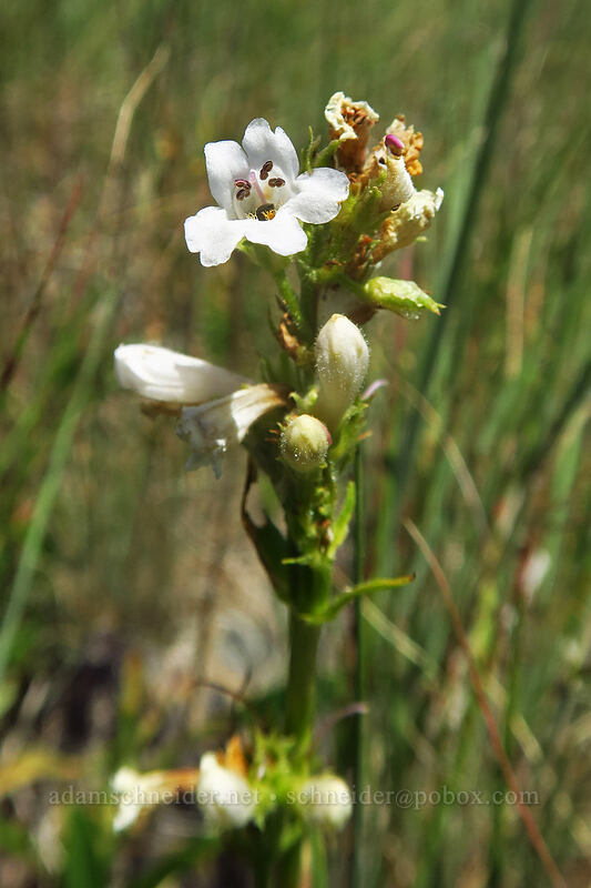 sulphur penstemon, white form (Penstemon attenuatus) [southeast of Dixie Butte, Malheur National Forest, Grant County, Oregon]