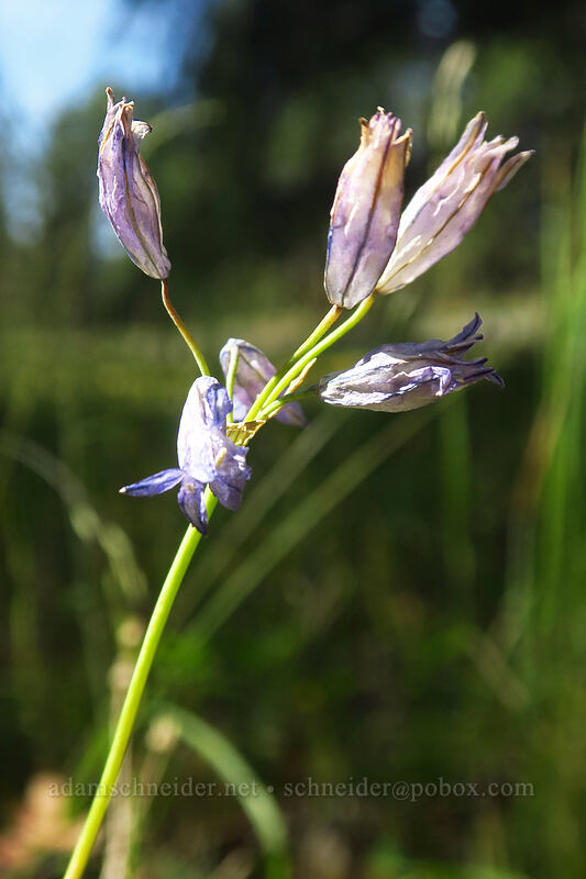 blue brodiaea, fading (Triteleia grandiflora var. grandiflora (Brodiaea douglasii)) [Forest Road 18, Malheur National Forest, Grant County, Oregon]