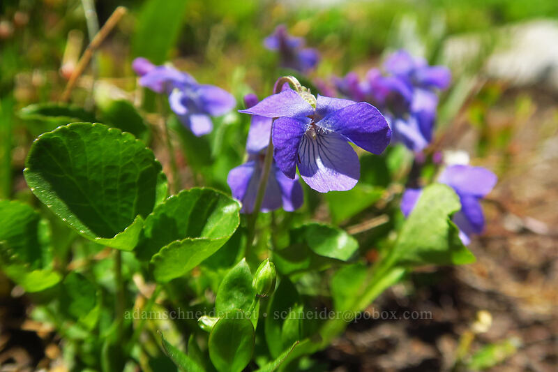 early blue violet (Viola adunca) [Elkhorn Crest Trail, Wallowa-Whitman National Forest, Baker County, Oregon]