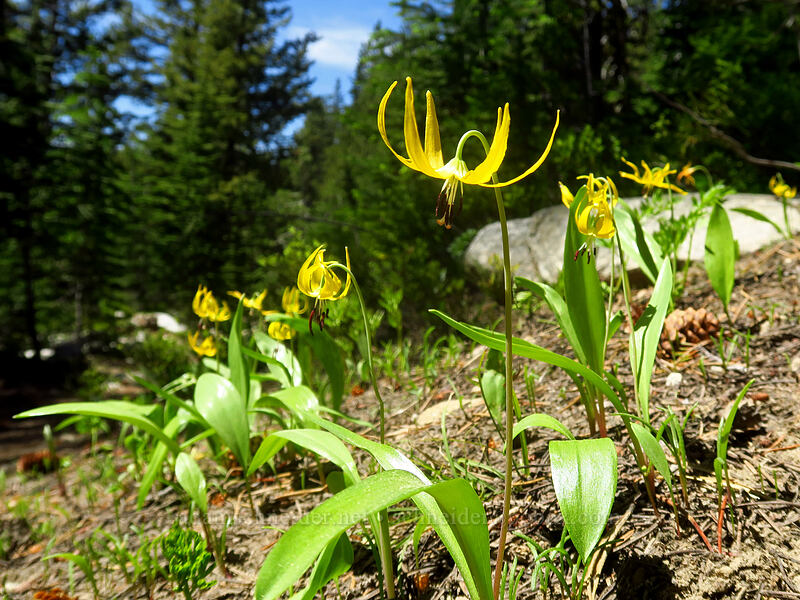 glacier lilies (Erythronium grandiflorum) [Crawfish Basin Trail, North Fork John Day Wilderness, Grant County, Oregon]