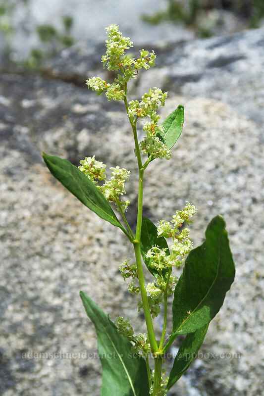 alpine knotweed (Aconogonon phytolaccifolium (Koenigia phytolaccifolia)) [Crawfish Basin Trail, North Fork John Day Wilderness, Grant County, Oregon]
