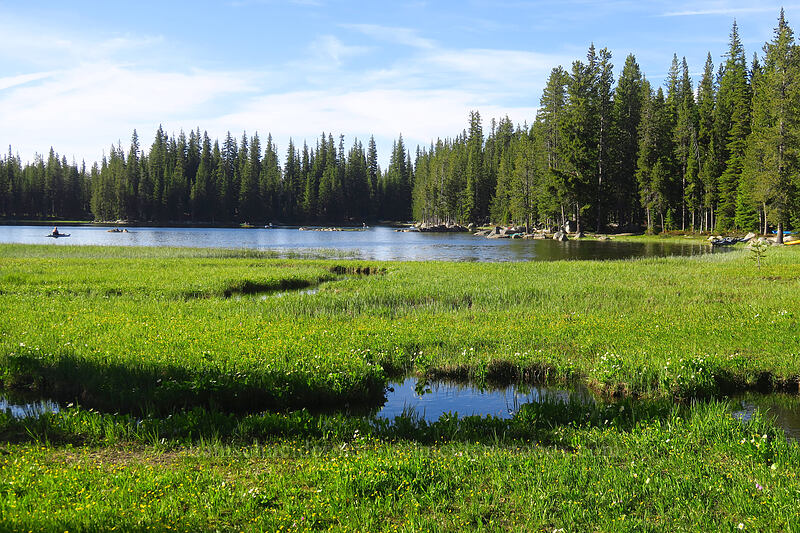 wet lakeside meadow [Anthony Lake Shoreline Trail, Wallowa-Whitman National Forest, Baker County, Oregon]