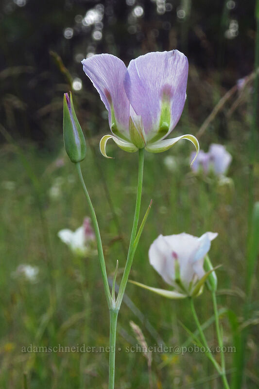 big-pod mariposa lilies (Calochortus eurycarpus) [Forest Road 73, Wallowa-Whitman National Forest, Grant County, Oregon]