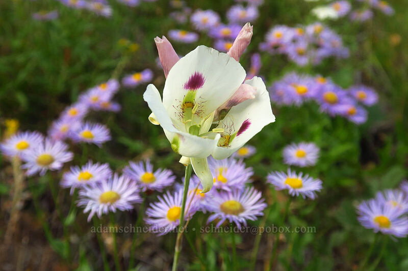 mariposa lily & showy fleabane (Calochortus eurycarpus, Erigeron speciosus) [Granite Hill Road, Wallowa-Whitman National Forest, Grant County, Oregon]