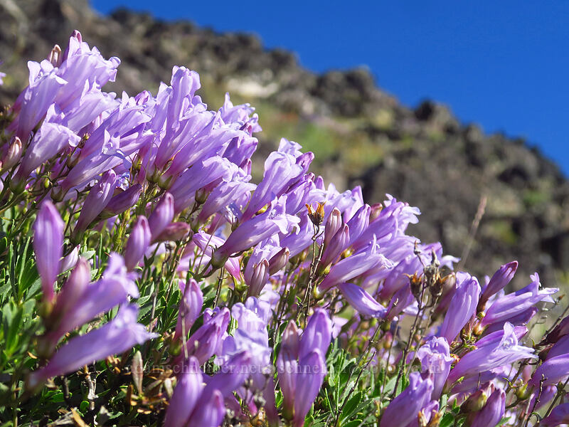 shrubby penstemon (Penstemon fruticosus) [Fields Peak Trail, Malheur National Forest, Grant County, Oregon]