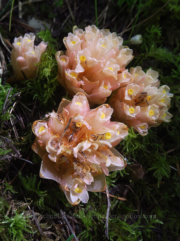 gnome plant (Hemitomes congestum (Newberrya congesta)) [Putvin Trail, Olympic National Forest, Mason County, Washington]