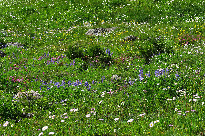 wildflowers [above Lake of the Angels, Olympic National Park, Mason County, Washington]