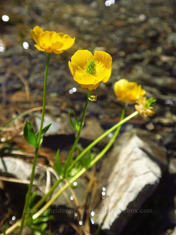 Suksdorf's snow buttercups (Ranunculus eschscholtzii var. suksdorfii) [above Lake of the Angels, Olympic National Park, Mason County, Washington]